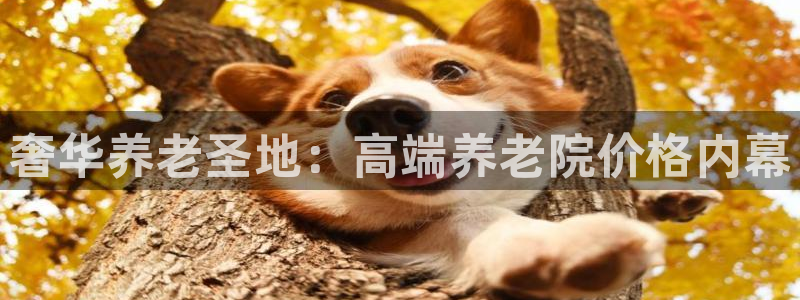 韦德 网址
