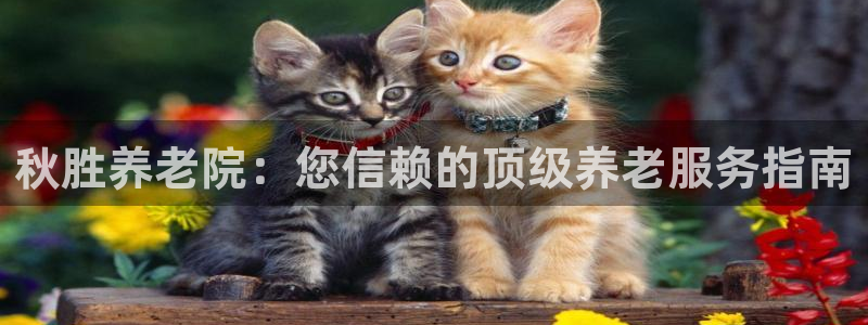 韦德属于什么